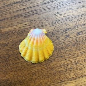 Hawaiian Sunrise Shell pendant